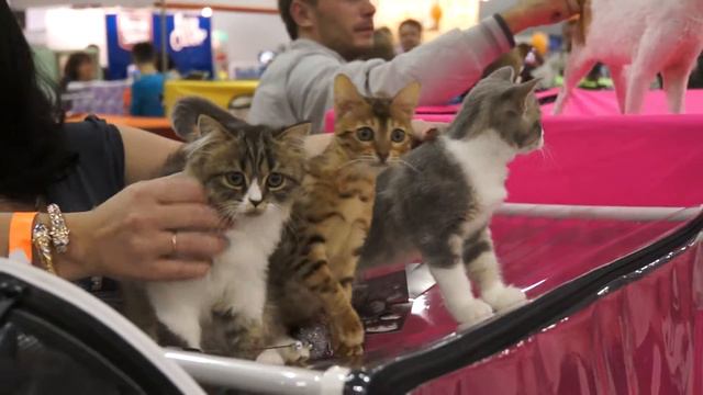 Экспокот 2012 - 7. Смешной Кот Lolcat 4 ;) смотреть онлайн