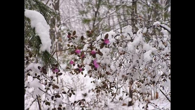 Родное Забайкалье § 6 Золотой наряд 1 год обучения Забайкаловедение смотреть онлайн