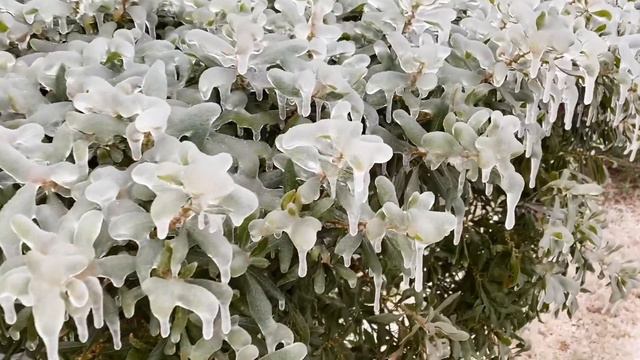 Texas anomaly. Freezing rain in Texas. Snow in Texas смотреть онлайн