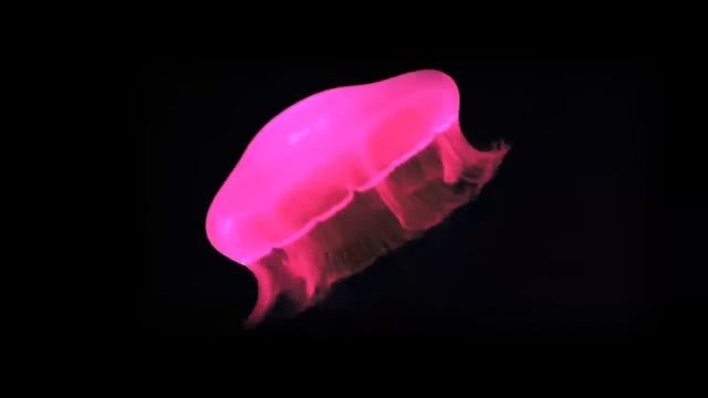 Holho  Hologramme Compilation 3d Display 1 Face Holographic