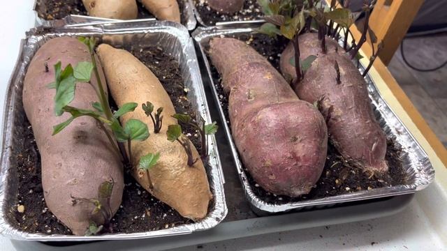 Выращивание батата ?/ сладкого картофеля. Результаты посадки. смотреть онлайн