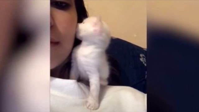 Хозяйка поцеловала маленького котёнка на камеру, но его последующая реакция удивила девушку смотреть онлайн
