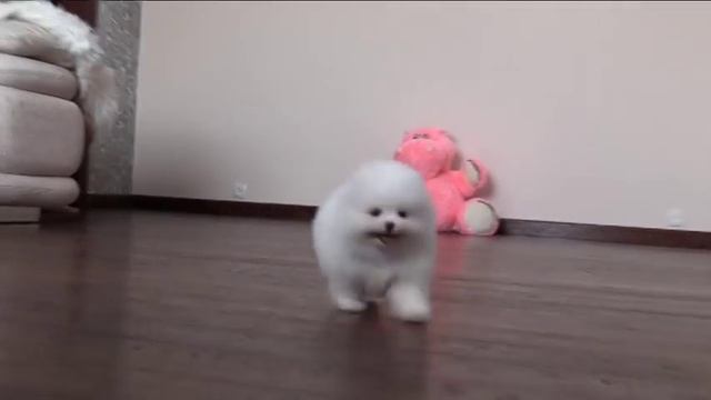 Померанский шпиц белого окраса девочка.Pomeranian white color female. Kennel «Elite Imperiya» смотреть онлайн