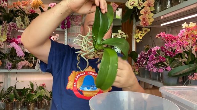 пересадка ДОРОГУЩЕЙ ОРХИДЕИ с воздушными корнями и полив орхидеи Легато ПЕЛОР и Беби Смайл бабочк смотреть онлайн