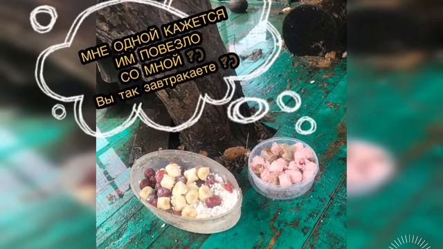Еноты дома