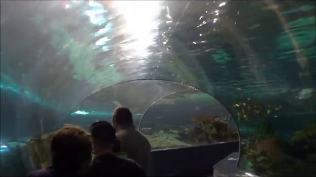 The Sights And Sounds Of Ripley's Aquarium Of The Smokies