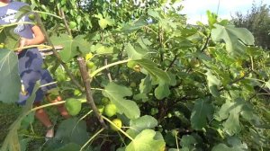 Об инжире. Чем подкармливаю. Как подросли черенки. Краснодарский край.