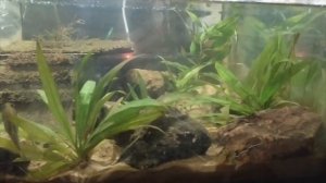 Рыба ротан. Содержание в аквариуме