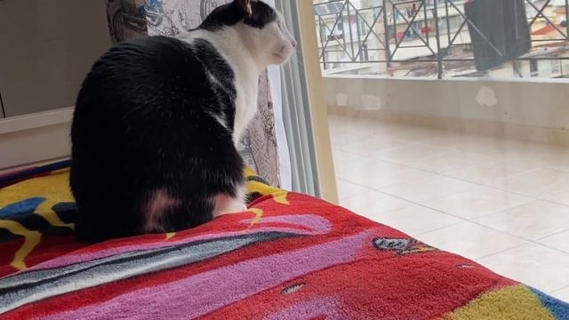 Vlogmas #19: собаки больше нет ?, поделка в школу??? смотреть онлайн