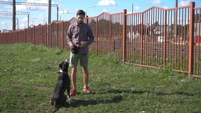 Обучение команде Змейка || Дрессировка собак в Минске смотреть онлайн