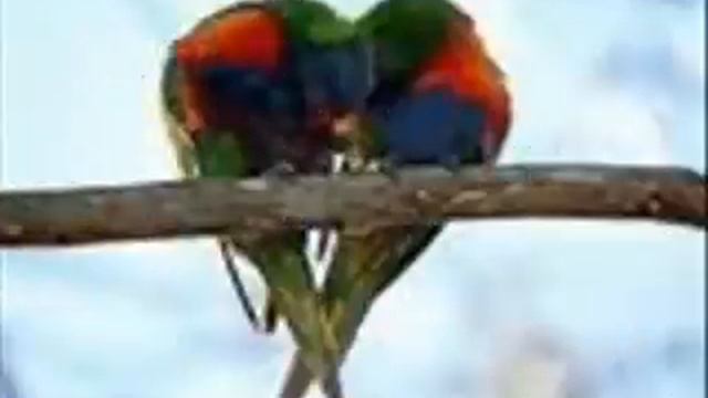 SEVGİ,SEKILLER,MARAQLI,GOZEL смотреть онлайн