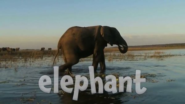 African Animals!  Learning African Animals for Kids