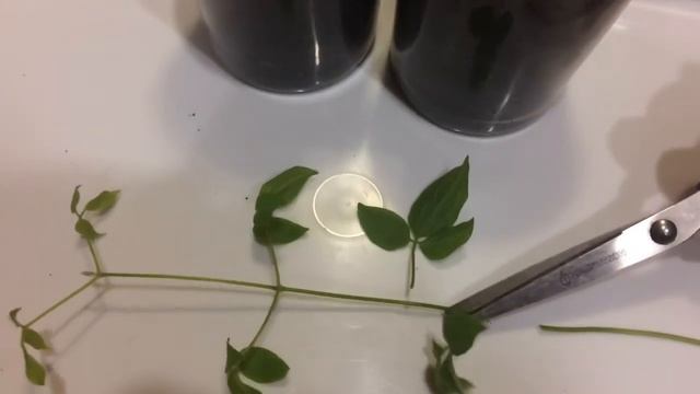 Клематис 17.03.18 Прищипка и черенкование клематиса смотреть онлайн