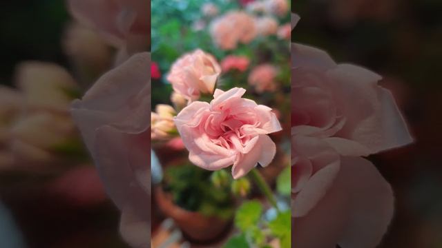 104. 밀필드 로즈 제라늄 Millfield Rose Geranium смотреть онлайн