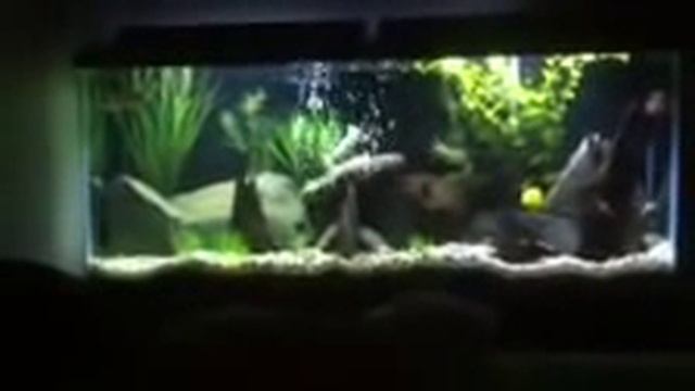My aquarium setup (spoof) смотреть онлайн