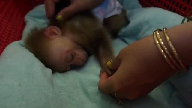 GON is about to go to sleep смотреть онлайн