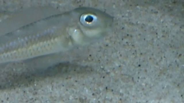 Asprotilapia leptura with fry смотреть онлайн