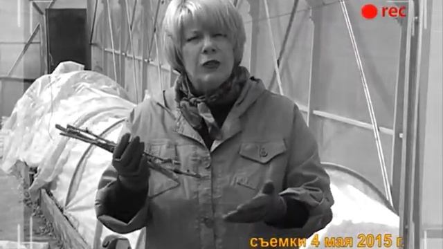 Выращивание тыкв, картофеля в соломе, розы в газете: результаты экспериментов смотреть онлайн