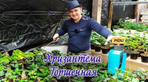 Хризантема горшечная с ретердантами. Хризантема к 8 марта.