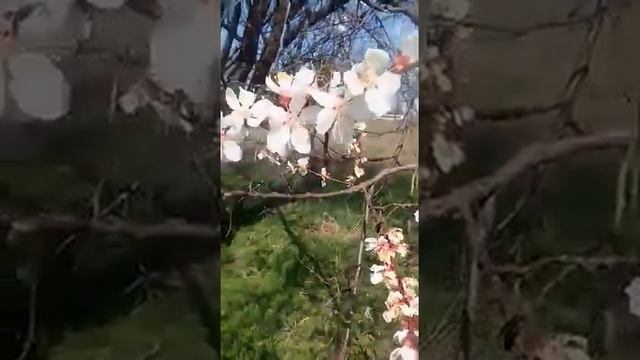 ЦВЕТЕНИЕ АБРИКОСА! смотреть онлайн