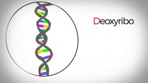 Гены, ДНК и хромосомы