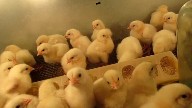 разводим птиц индюшата 2 недели птичка растет дружная компания гусята жизнь в деревни доминанты смотреть онлайн