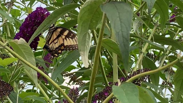 Eastern Tiger Swallowtail смотреть онлайн