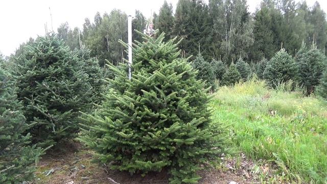 Пихта Фразера (срезанная новогодняя пихта)  22269