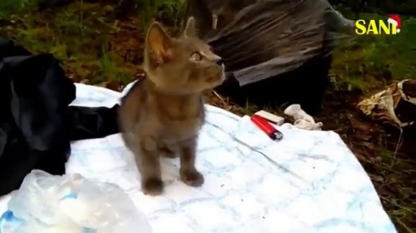 Спасение животных - 14 удевительных историй ДО и ПОСЛЕ / SANI vlog