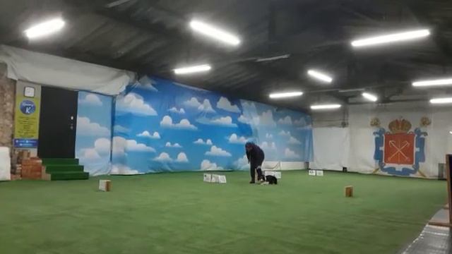 Дебют РО1, Власова Елена, австралийская овчарка Китти