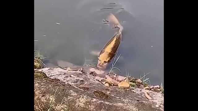 Рыба с человеческим лицом в Китае