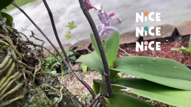 June Garden tour 2020 [Rosabell and Dry Steam] смотреть онлайн