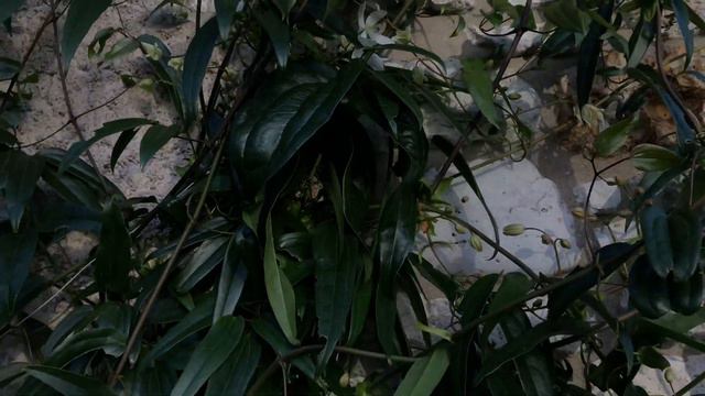 Clématite d'Armand Clematis armandii 'Snowdrift' Une grimpante parfumée et exubérante. смотреть онлайн