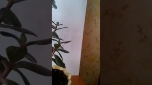 Формирование и размножение денежного дерева