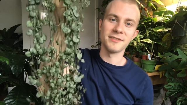 Top 10 Trailing Houseplants