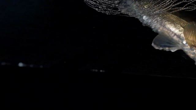 В поисках судака гиганта 12/06/2023 смотреть онлайн