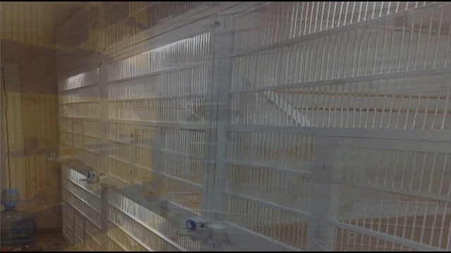 Птичья комната питомника Sanafels. Киев смотреть онлайн