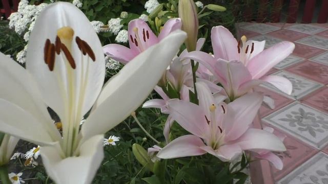 ЛЮБИМЫЕ ЛИЛИИ.Видео Татьяны Крестьянсковой смотреть онлайн