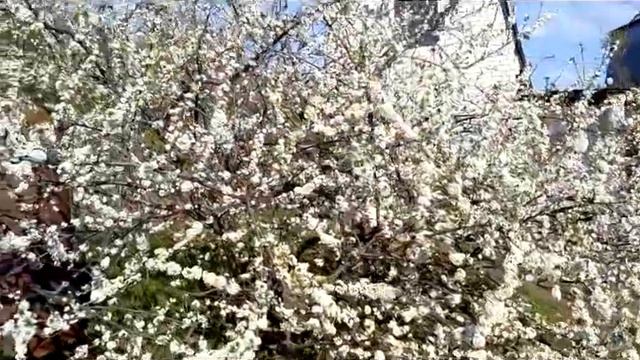 Цветение на даче 1 мая 2020 года смотреть онлайн