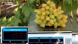 Виноград Монарх - Хризолит