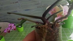 БигЛип ? Радуга  ?  Lianher Rainbow. Цветение маленьких орхидей в размере 1,7