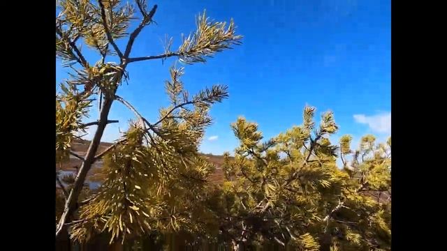 Охота на гуся 2021 на болотах Архангельской области, постройка бани в лесу смотреть онлайн