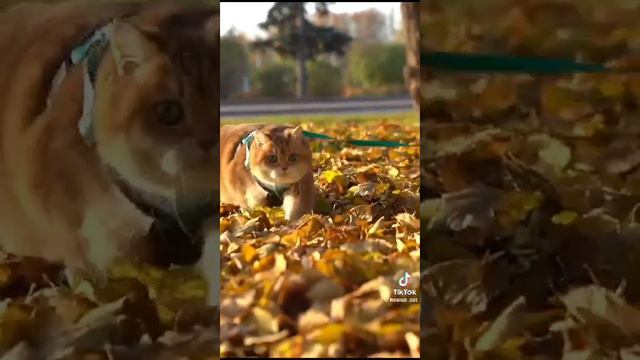 купить иль не купить??? вот в чем вопрос... смотреть онлайн