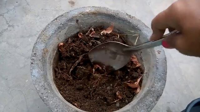 89 - How to grow n care Venidium /Namaqualand Daisy from seeds (Hindi /Urdu) winter annual смотреть онлайн