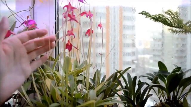 Обзор оранжереи смотреть онлайн