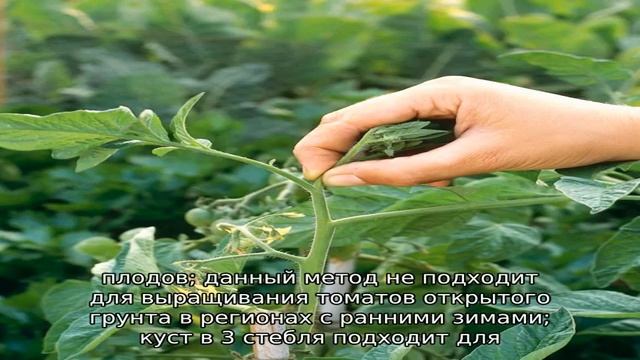 Как прищипывать помидоры смотреть онлайн