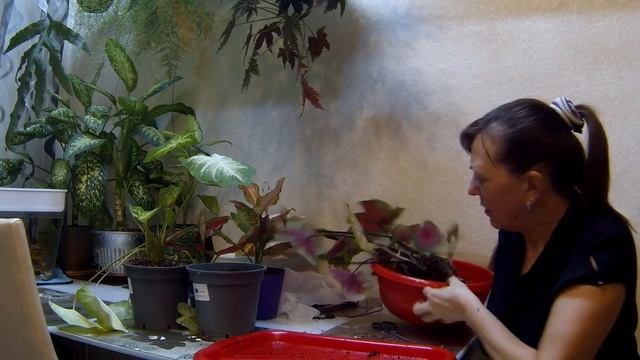 Пересадка и деление Каладиума из уценки. смотреть онлайн