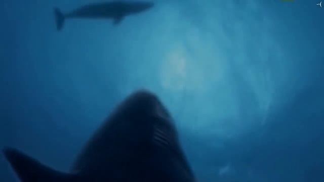 Всё, что вы не знали о Мегалодоне смотреть онлайн