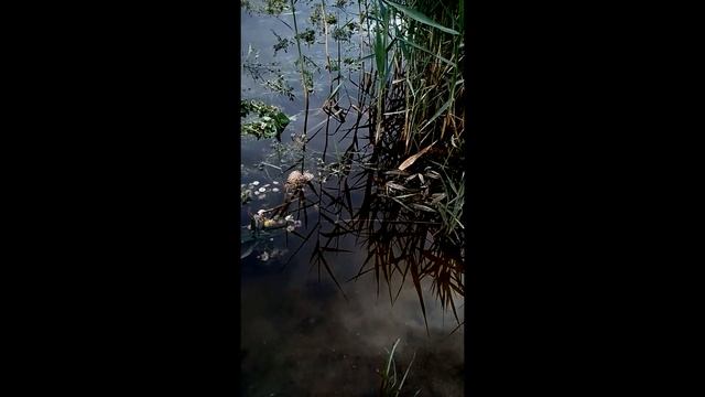 Майская ночь смотреть онлайн