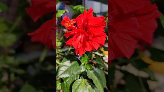Chinese hibiscus. Гибискус китайский. смотреть онлайн